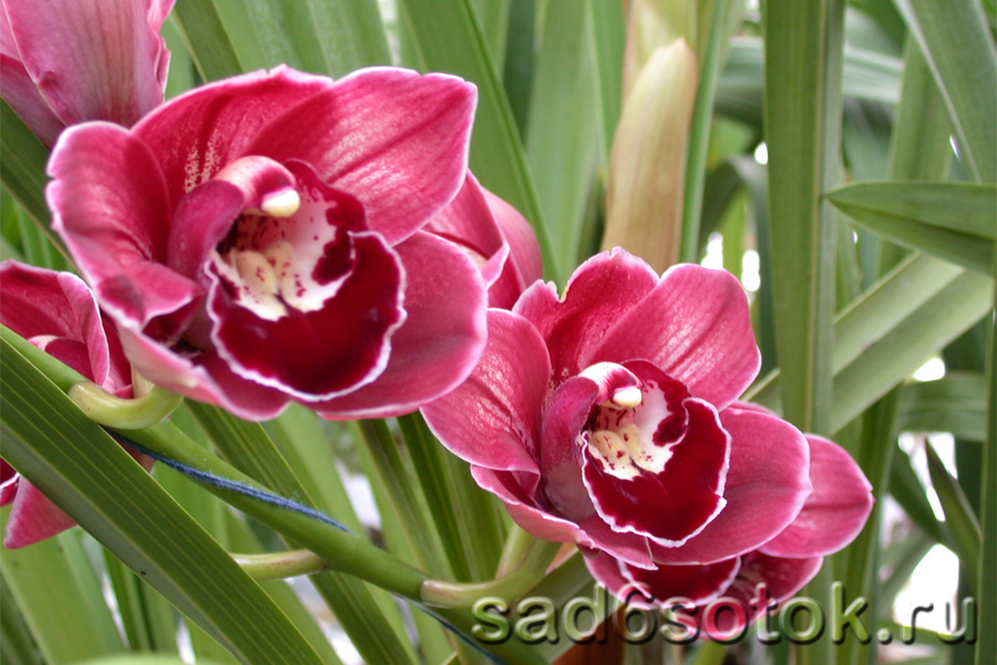 Орхидея цимбидиум (Cymbidium Orchid)