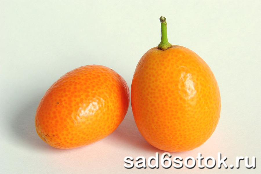 Комнатный апельсин - кумкват