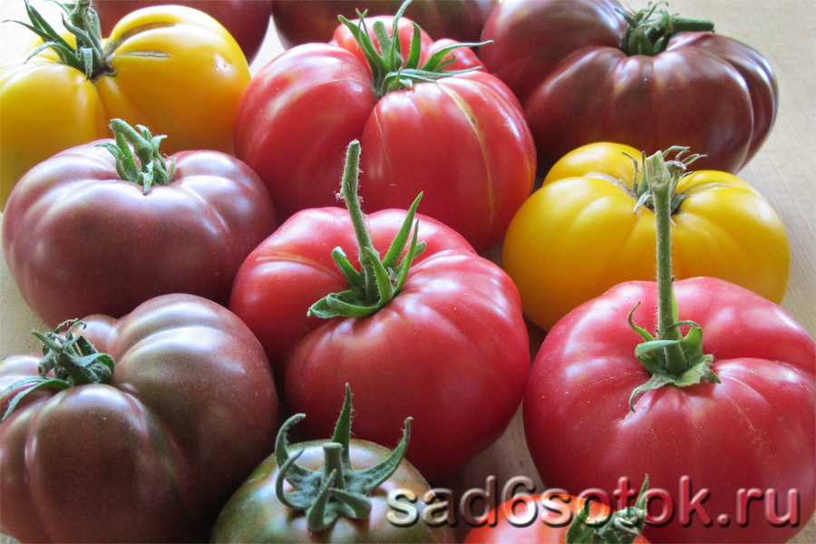 Селекция среди томатов