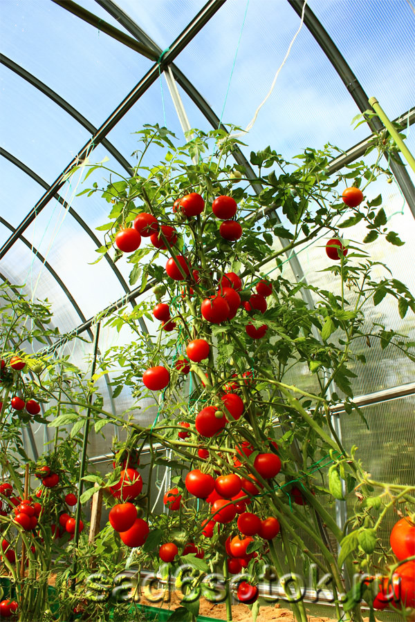 Выбор сорта томатов для теплицы