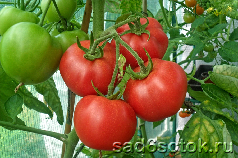 Сорта томатов для теплиц - как выбрать подходящий сорт