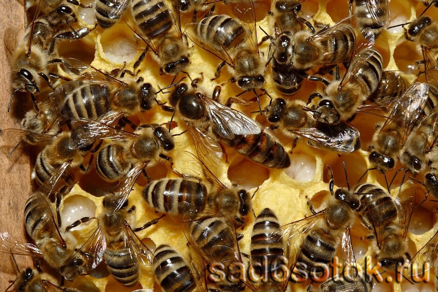Пчелиная семья (в центре пчелиная матка)