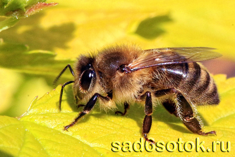 Пчеловодство для начинающих (советы пчеловоду): о самом важном