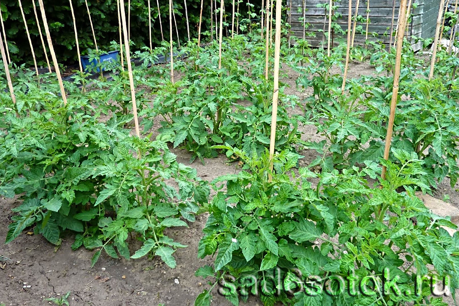 Высадка томатов в открытый грунт