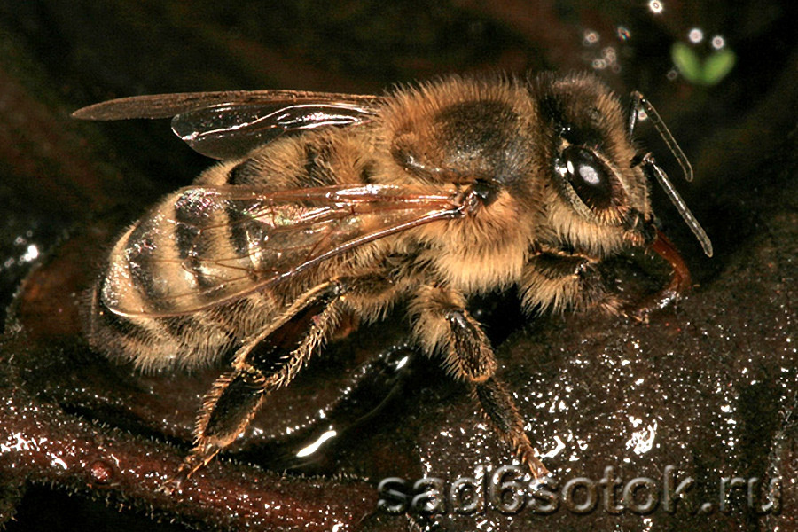 Пчела породы карника