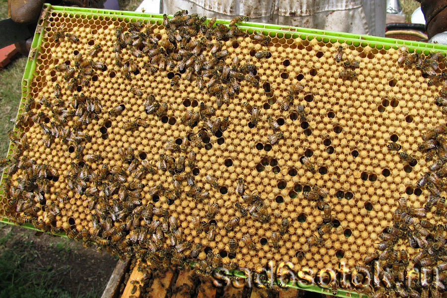 Рамка с пчелиным расплодом