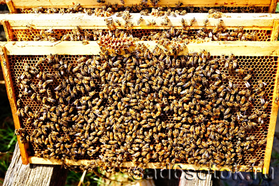 Рамки с пчелами