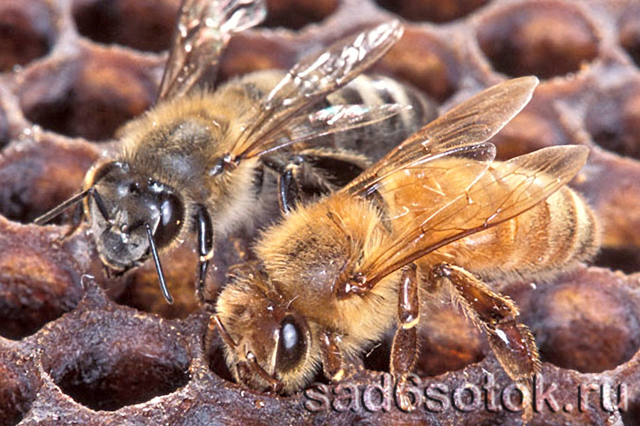 Пчела серая горная кавказская и пчела итальянская