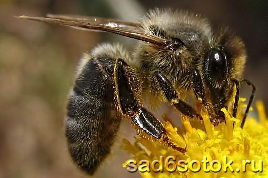 Пчела среднерусская 