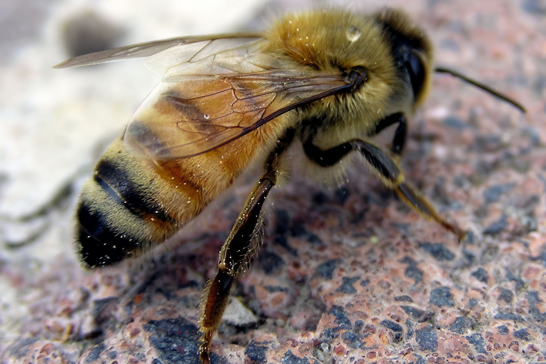 Пчела кавказская желтая