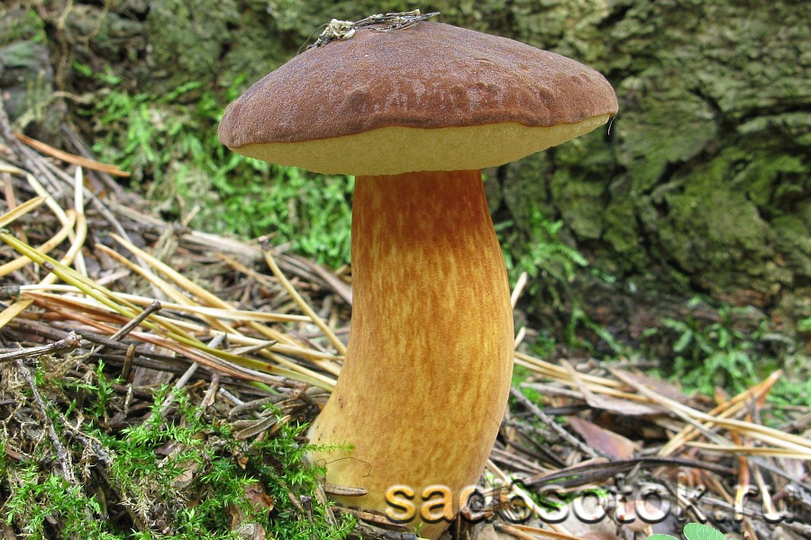 Польский гриб (моховик) (X. badius)