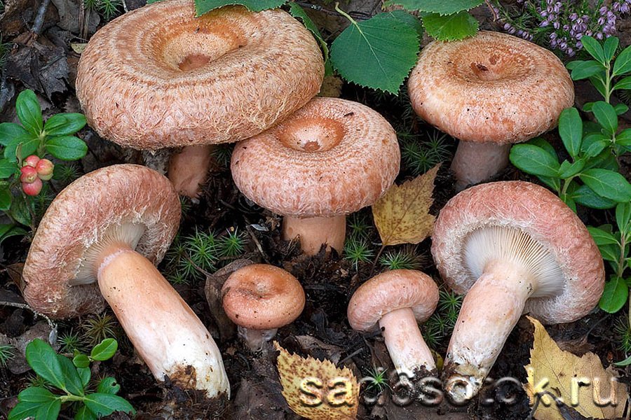 Съедобные грибы – белые, лисички, вешенки, боровик, трутовик, сморчки, волнушки, фото, видео