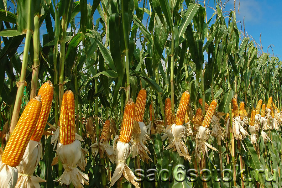 Кукуруза – выращивание и уход - Сад 6 соток
