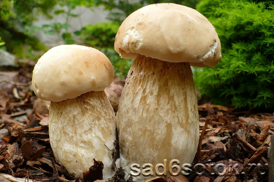 Белый гриб березовый (Boletus betulicola)