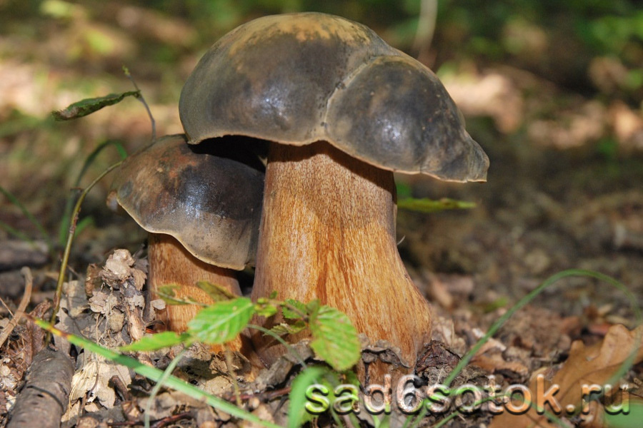 Белый гриб темно-бронзовый (Boletus aereus)