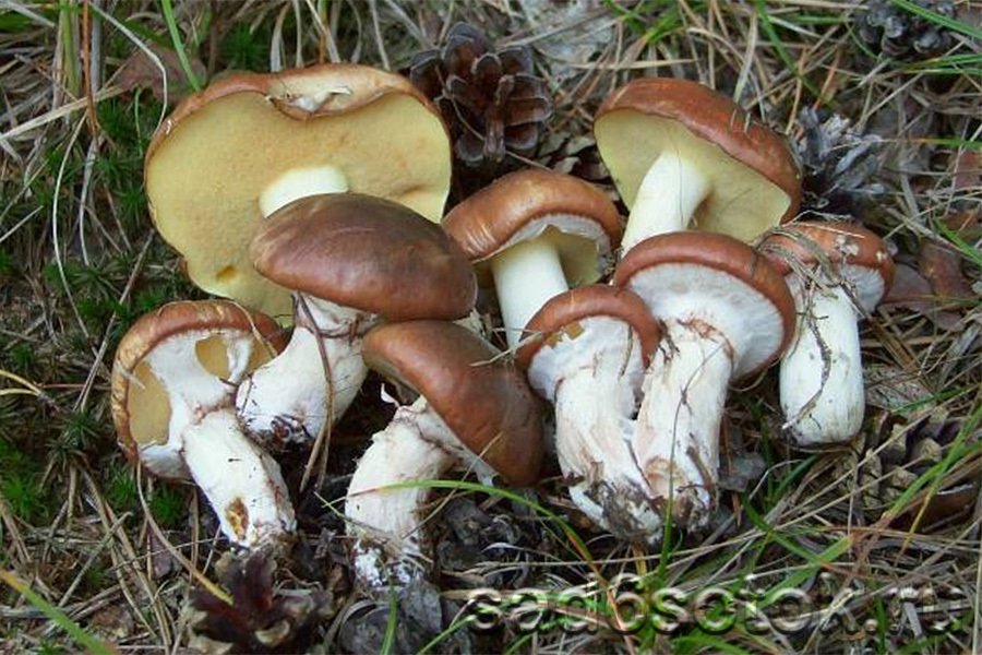 грибы маслята ложные двойники
