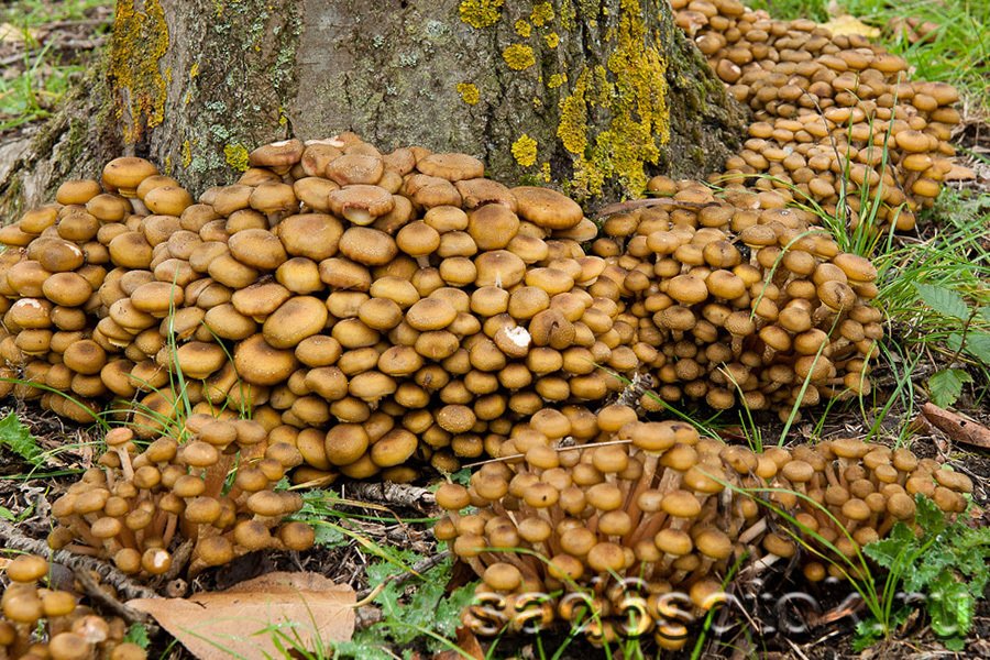 Всё об опятах: интересные и полезные статьи для грибоводов