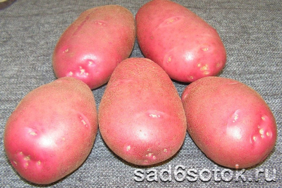 лучшие сорта картофеля на посадку