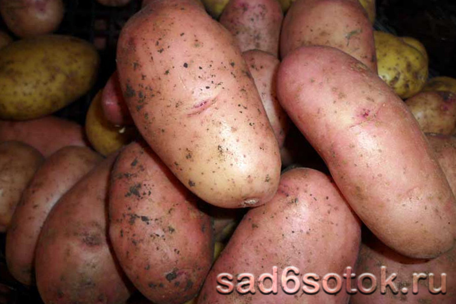 Картофель сорт Отрада