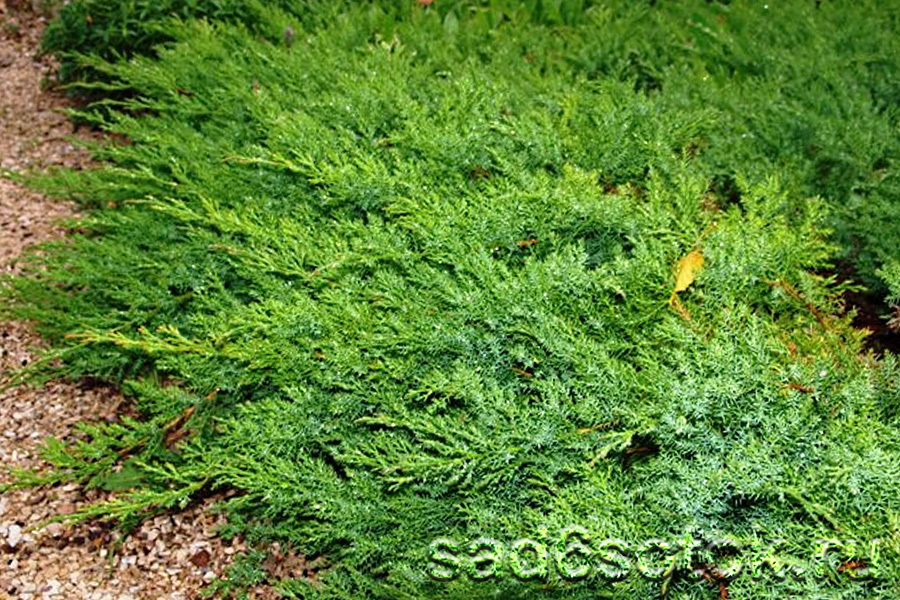 Можжевельник даурский (Juniperus davurica)