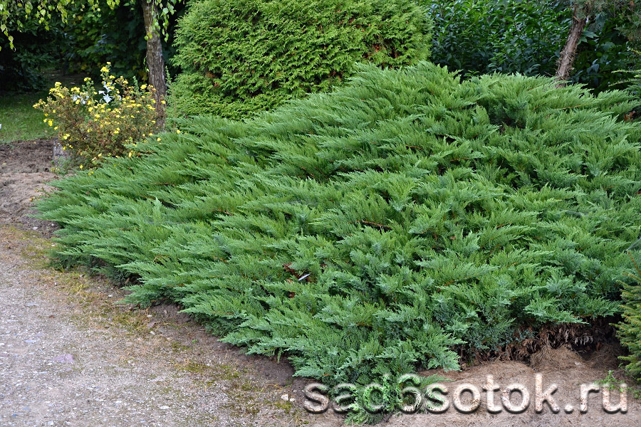 Можжевельник казацкий (Juniperus sabina)