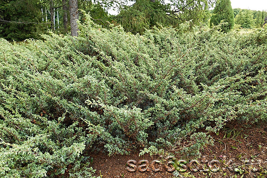 Можжевельник сибирский (Juniperus sibirica)