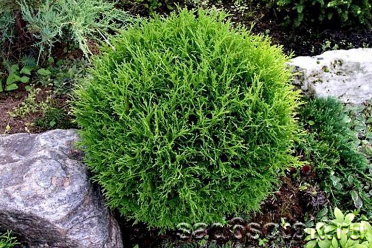 Виды и сорта туи (26 фото)