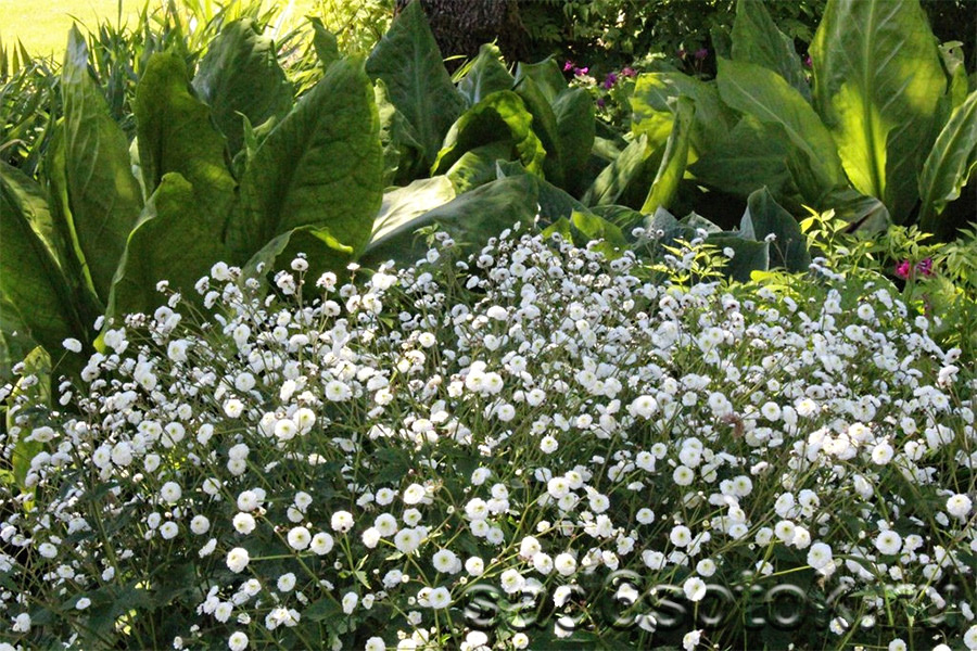 Борцелистный (Ranunculus aconitifolius)
