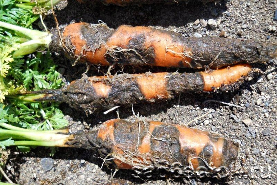 Альтернариоз моркови