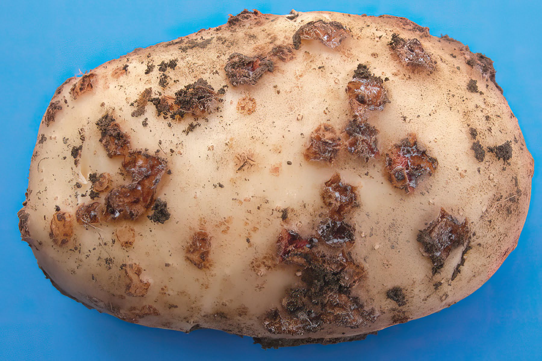 Парша картофеля порошистая