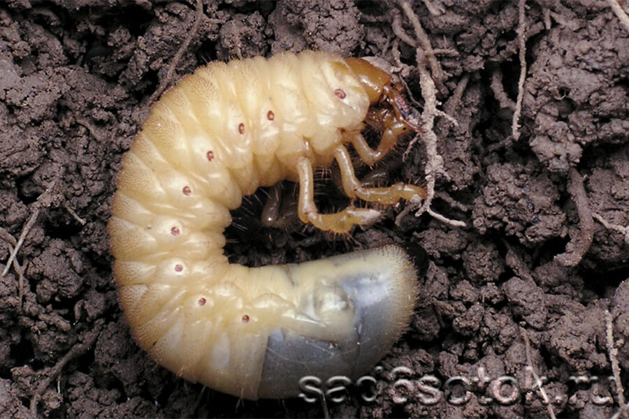 Майский жук, личинка – как выглядит, что ест, как бороться, вред, видео