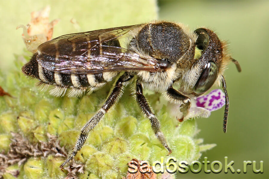 Пчела-листорез