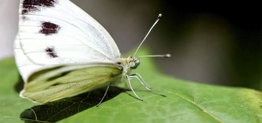 Капустница бабочка