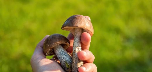 Как правильно собирать грибы: срезать или выкручивать?