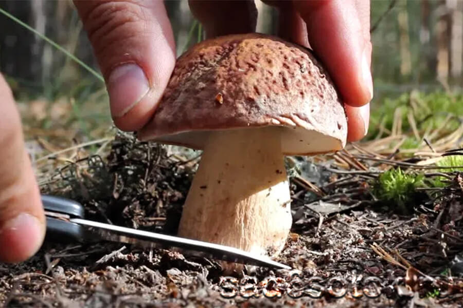 Как правильно собирать грибы? Срезать?