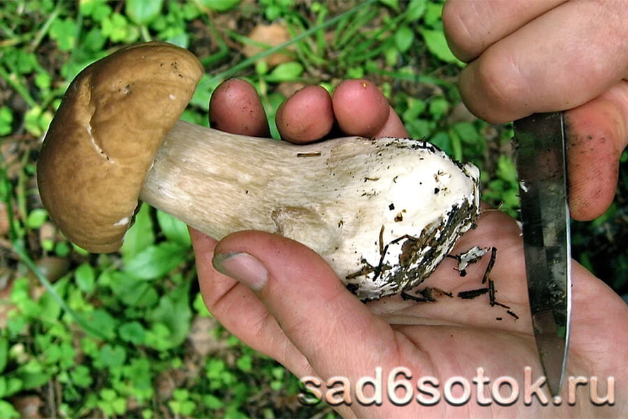 Как правильно собирать грибы? Выкручивать?