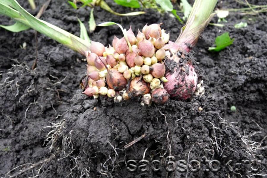 как сохранить семена гладиолусов