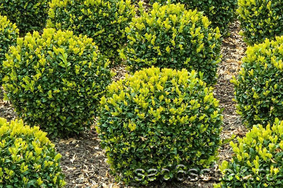 Самшит вечнозеленый (Buxus sempervirens)