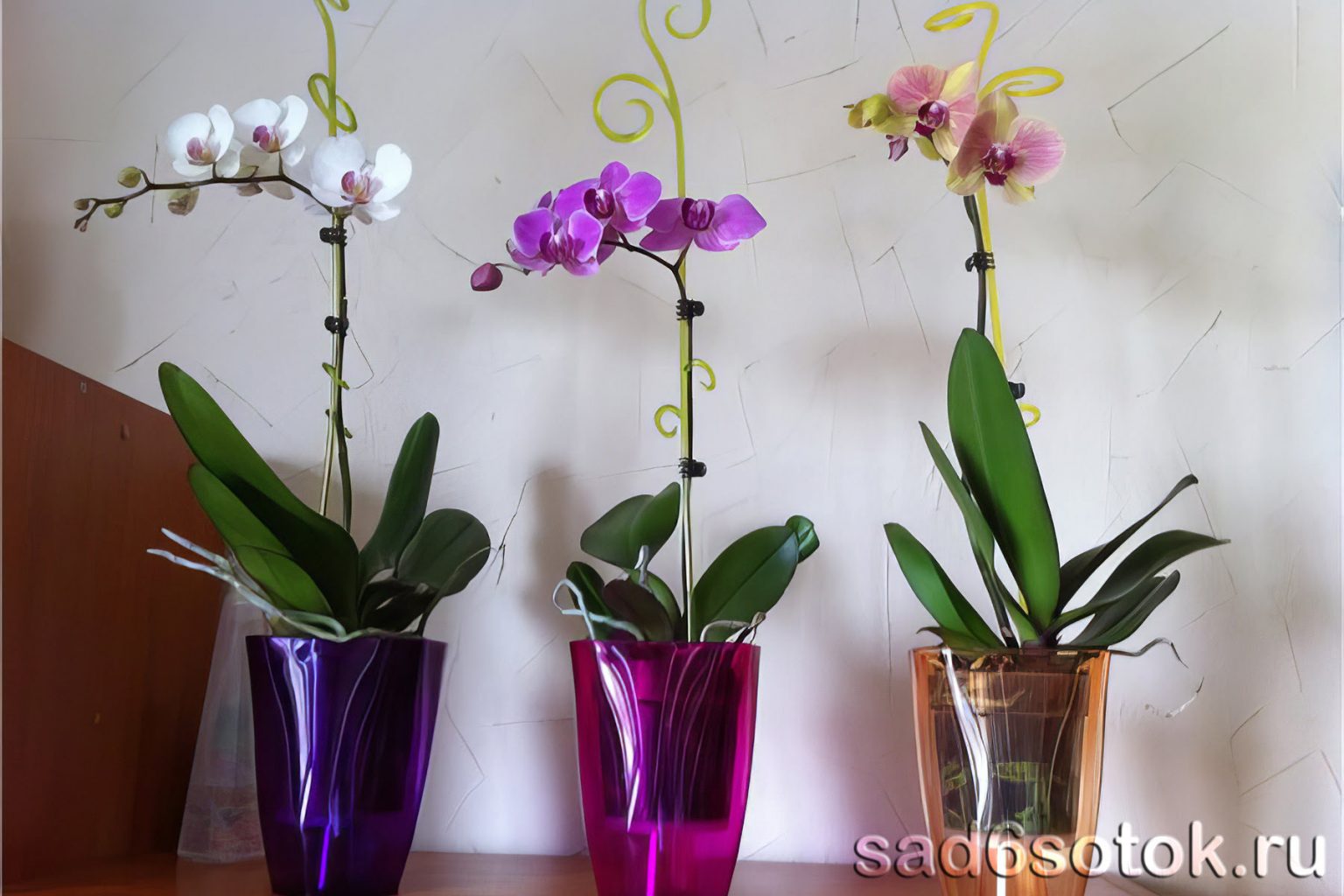 Правильный горшок для орхидеи фаленопсис