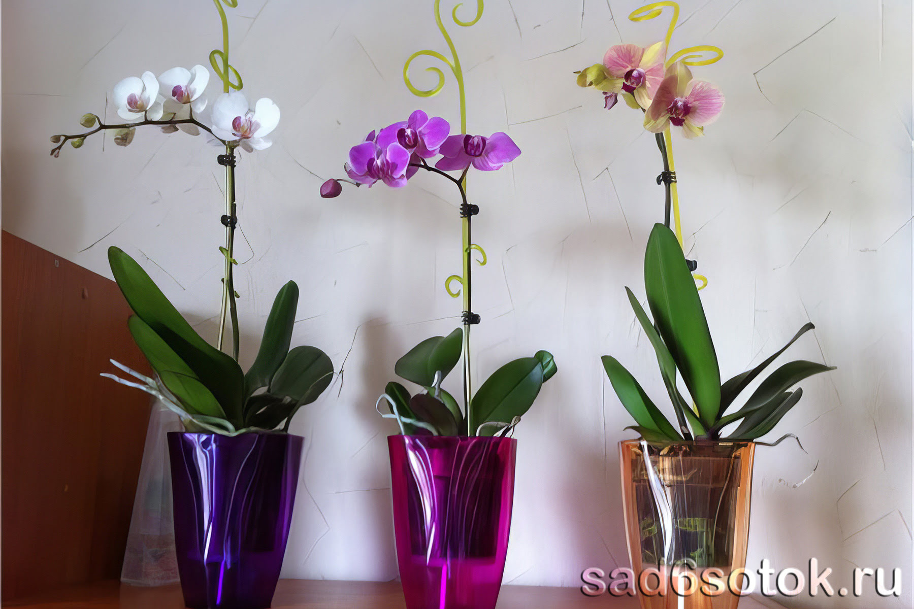 Как выбрать правильный горшок для орхидеи