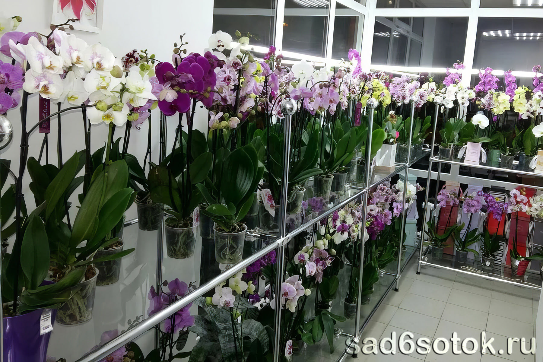 Как выбрать орхидею в магазине