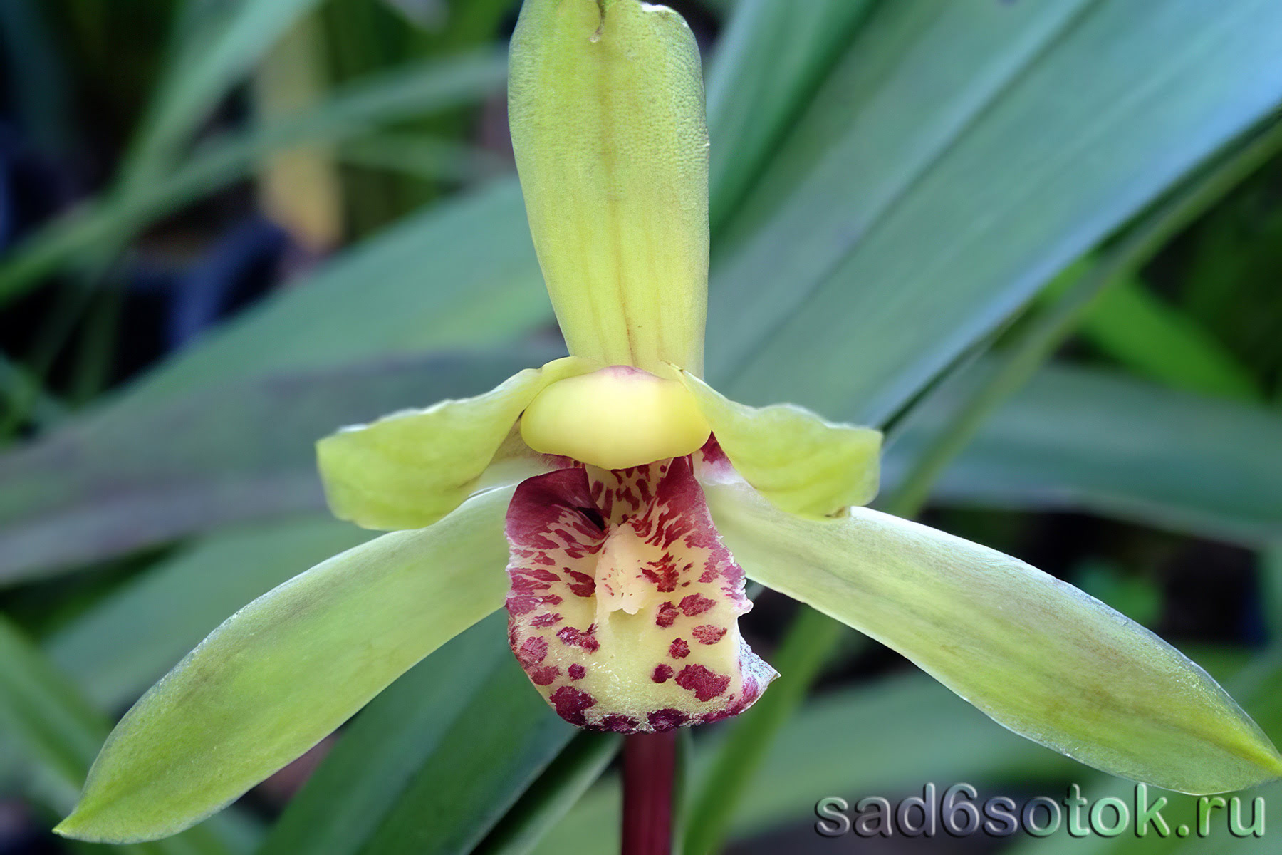 Орхидея цимбидиум Cymbidium faberi