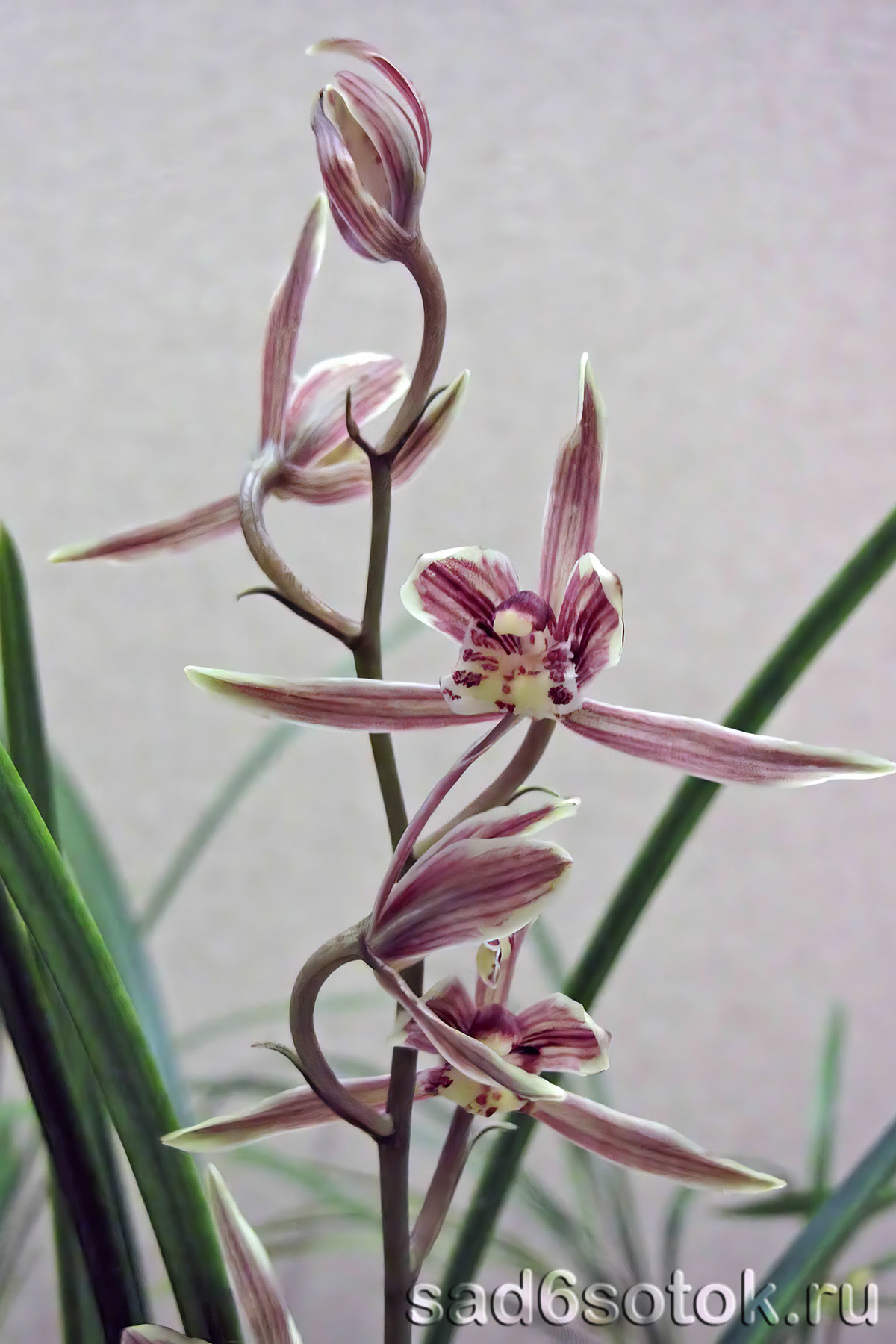 Орхидея цимбидиум Cymbidium kanran