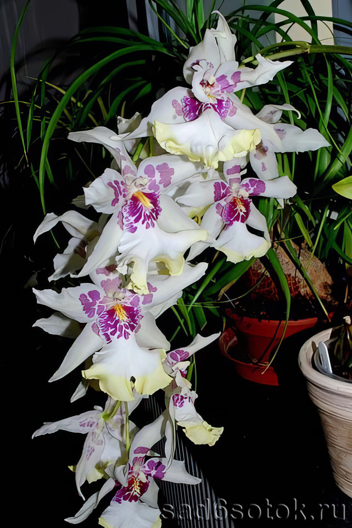 Орхидея камбрия Беаллара (Beallara)