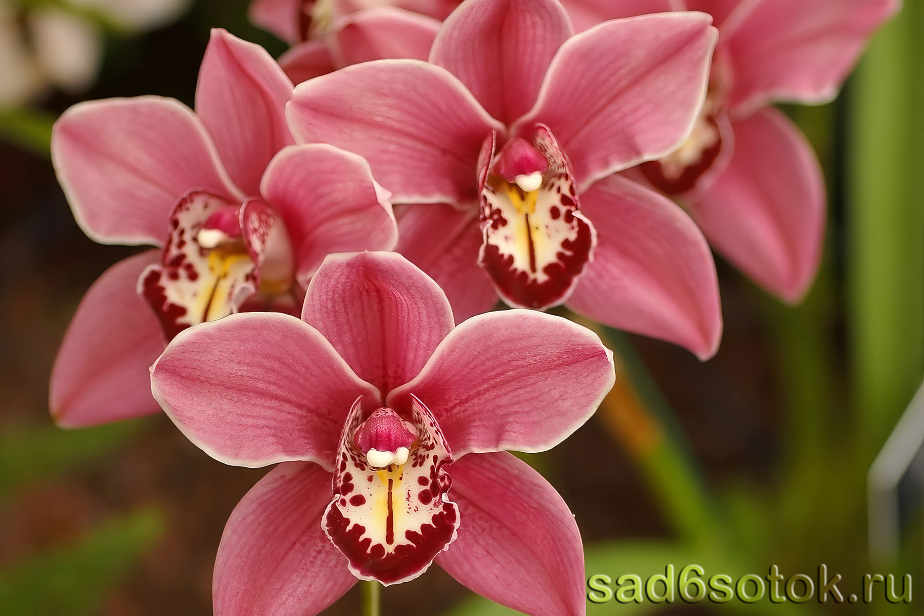 Орхидея – уход в домашних условиях, виды и сорта орхидей