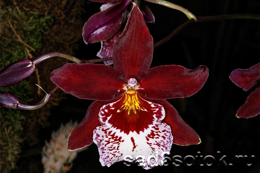 Орхидея камбрия Вуилстекеара Плюш (Vuylstekeara Cambria Plush)