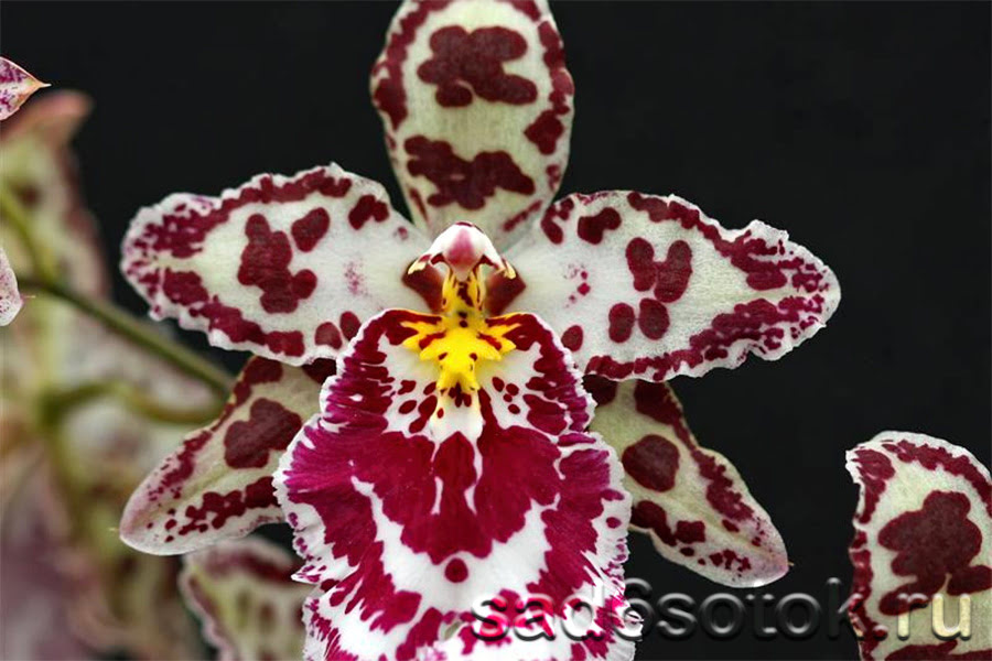Орхидея камбрия Маргарита Холм (Beallara Margarita Holm)