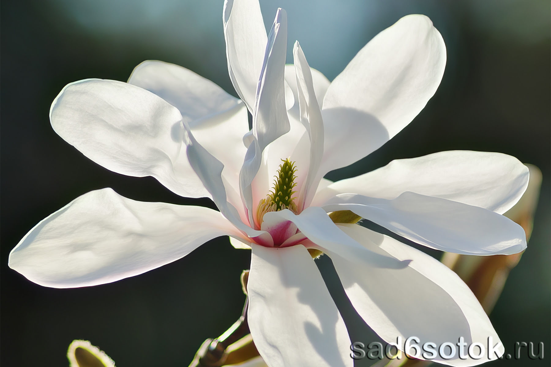 Магнолия кобус (Magnolia kobus)