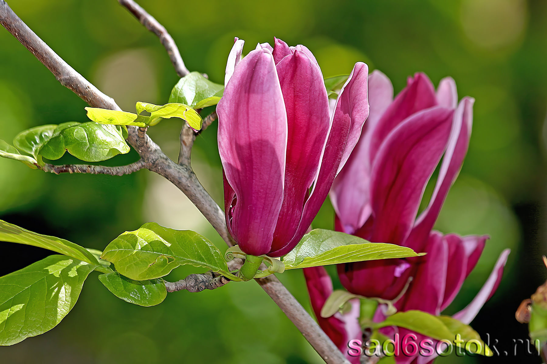Магнолия Нигра (Magnolia Nigra)