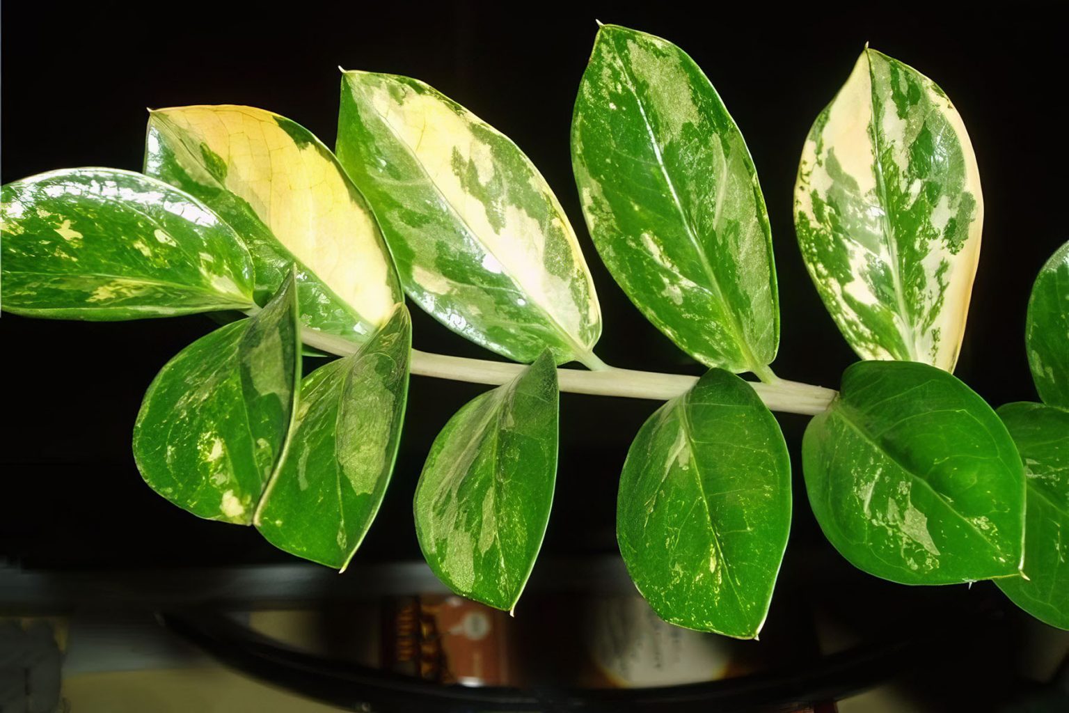 Замиокулькас Leaf